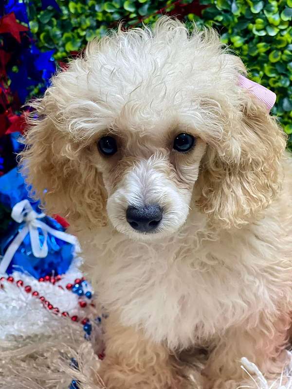 mixed-toy-poodle-dog