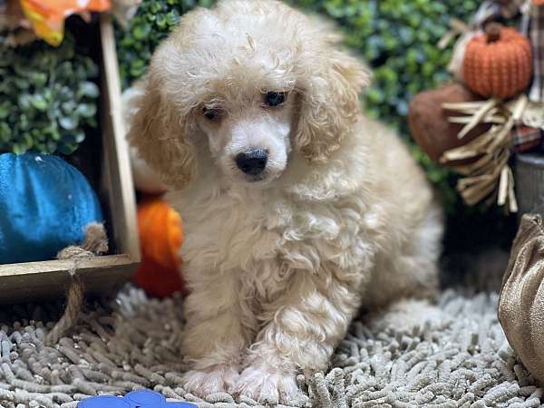 mixed-toy-poodle-dog