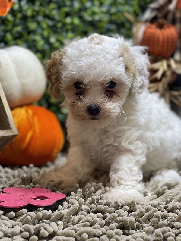 female-shih-poo-dog