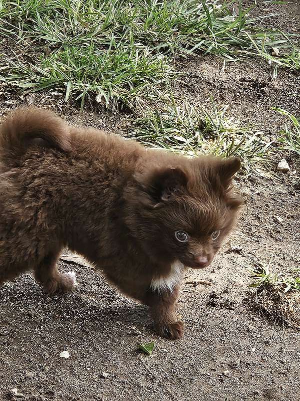 chocolate-mini-australian-shepherd