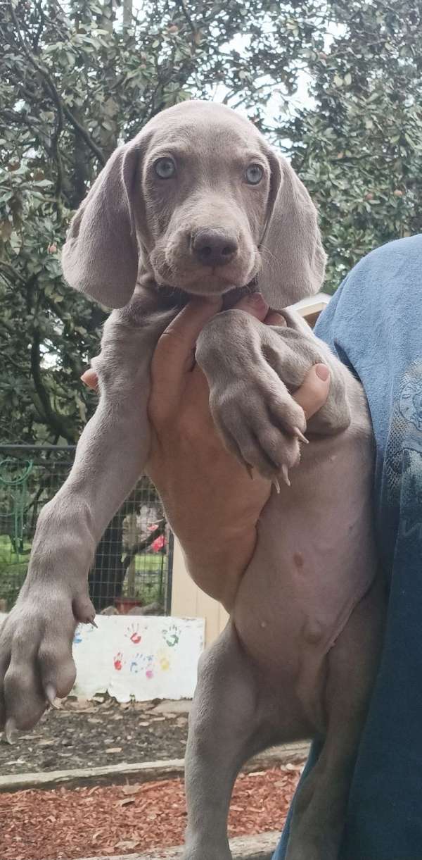 smooth-coated-male-weimaraner