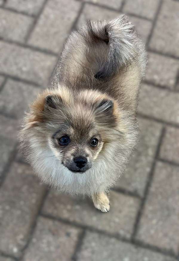 sable-pomeranian