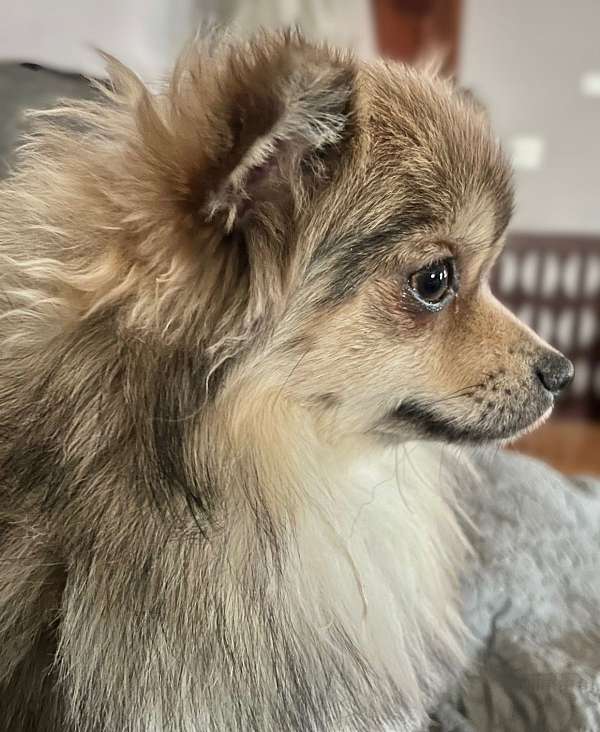 sable-pomeranian