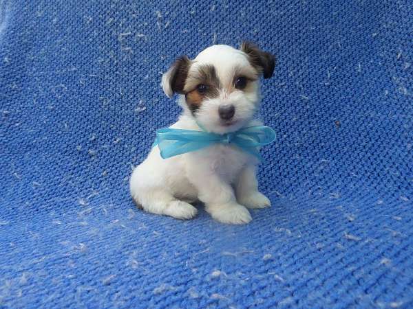 male-shorkie-tzu-dog