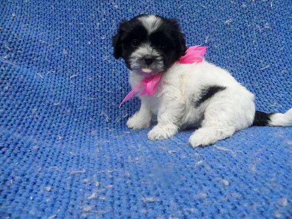 female-shih-tzu-dog