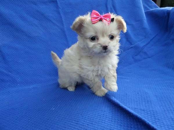 female-malti-poo-dog