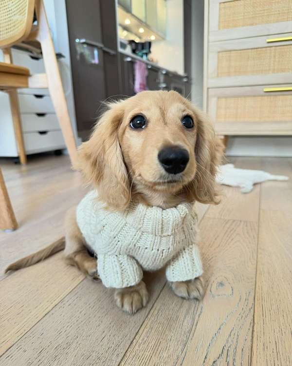 white-long-haired-dachshund