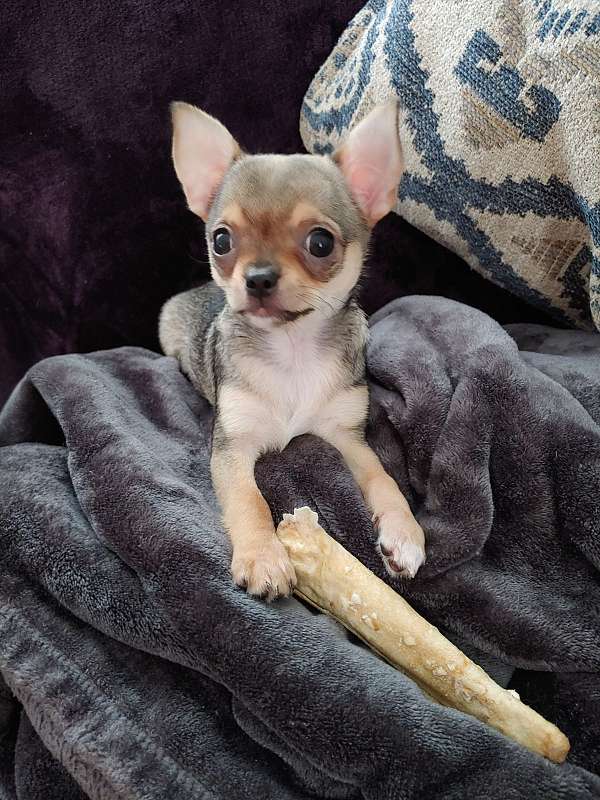 female-sable-short-haired-chihuahua