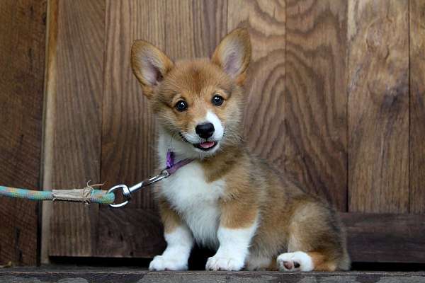 red-female-pembroke-welsh-corgi