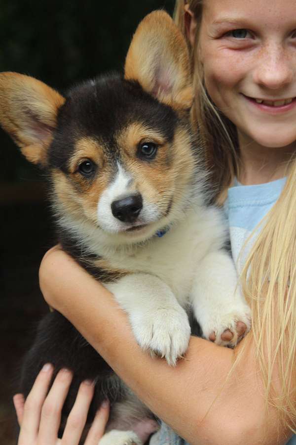 double-coated-pembroke-welsh-corgi