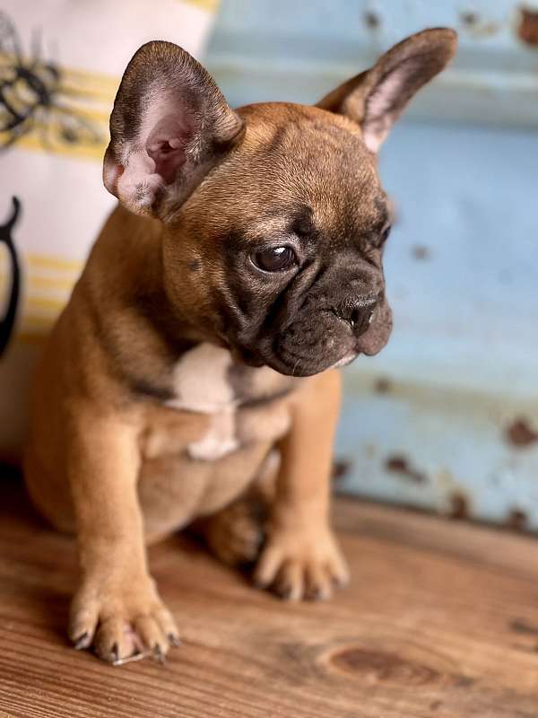 male-french-bulldog