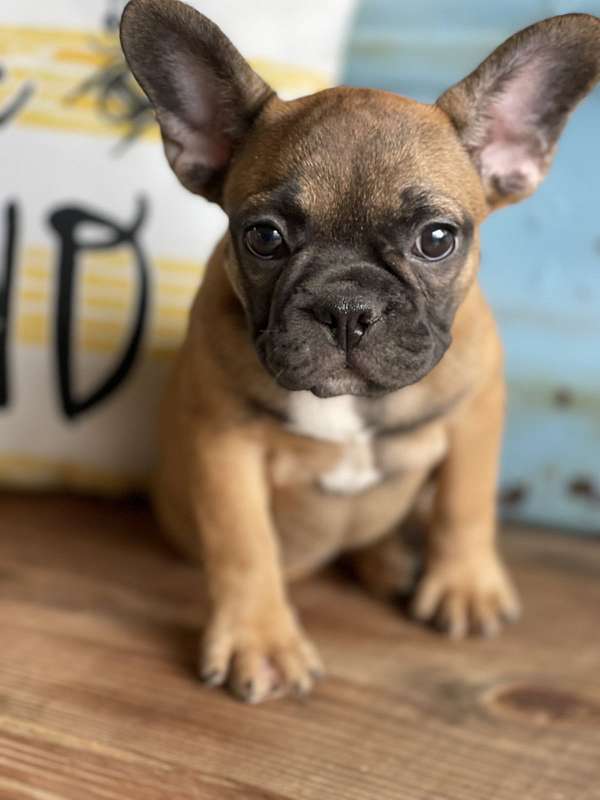 small-french-bulldog