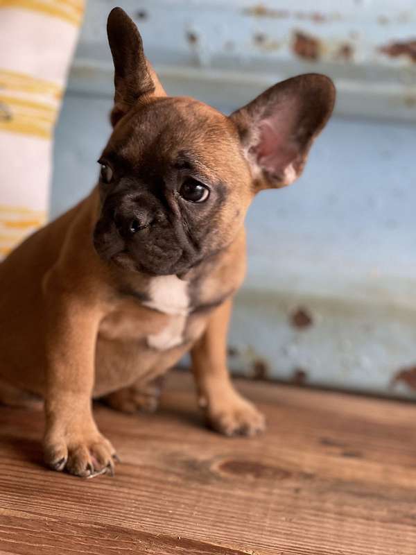 french-bulldog