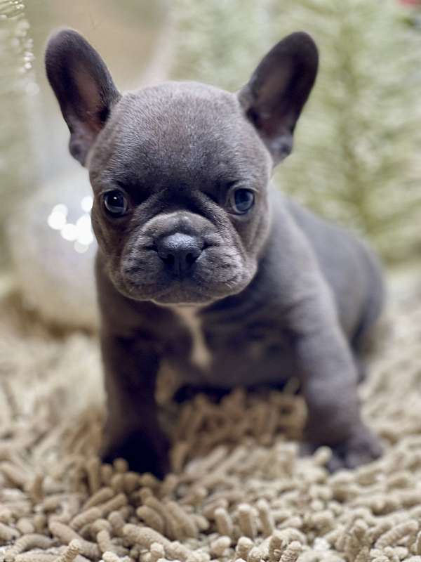 male-french-bulldog