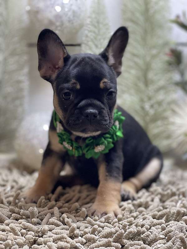 small-french-bulldog