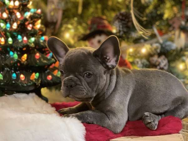 french-bulldog-for-sale