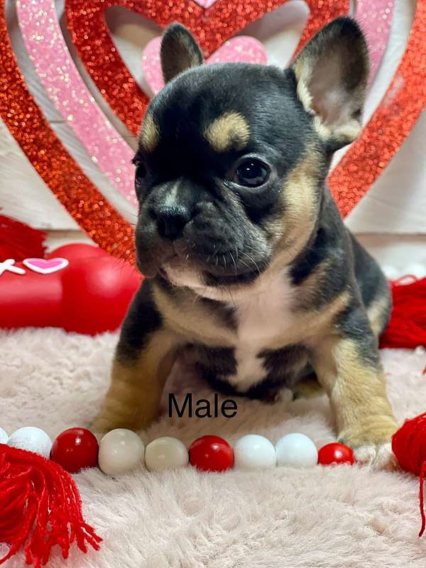 male-french-bulldog