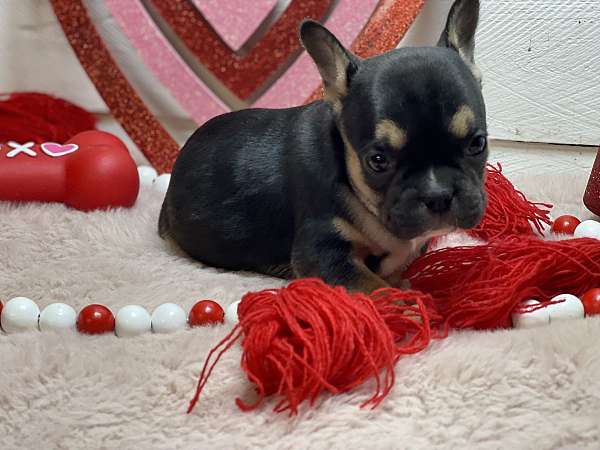 small-french-bulldog