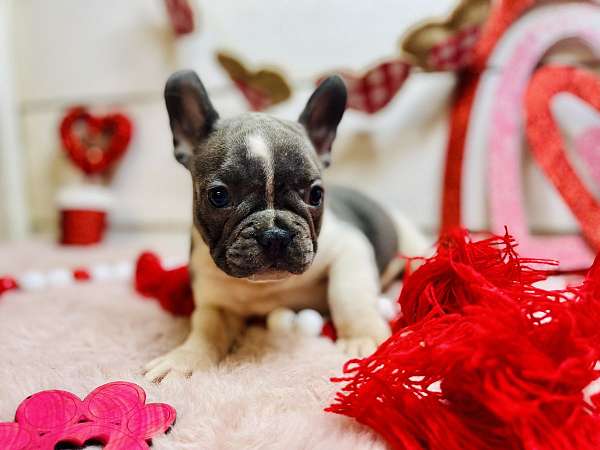 male-french-bulldog