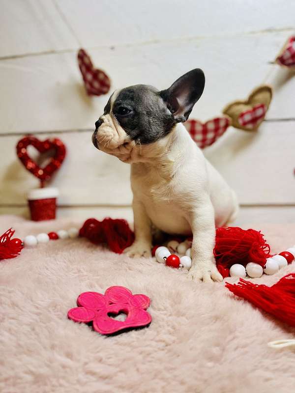 small-french-bulldog