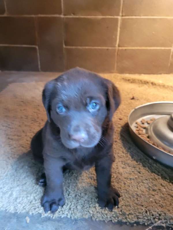 double-coated-labrador-retriever