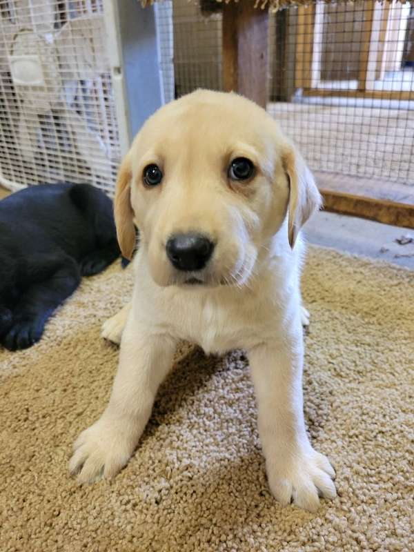 double-coated-labrador-retriever