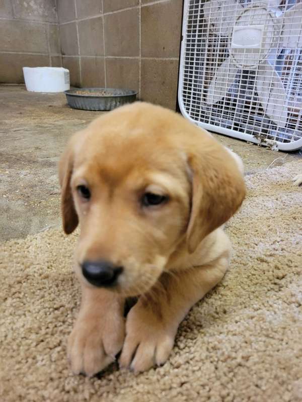 double-coated-labrador-retriever