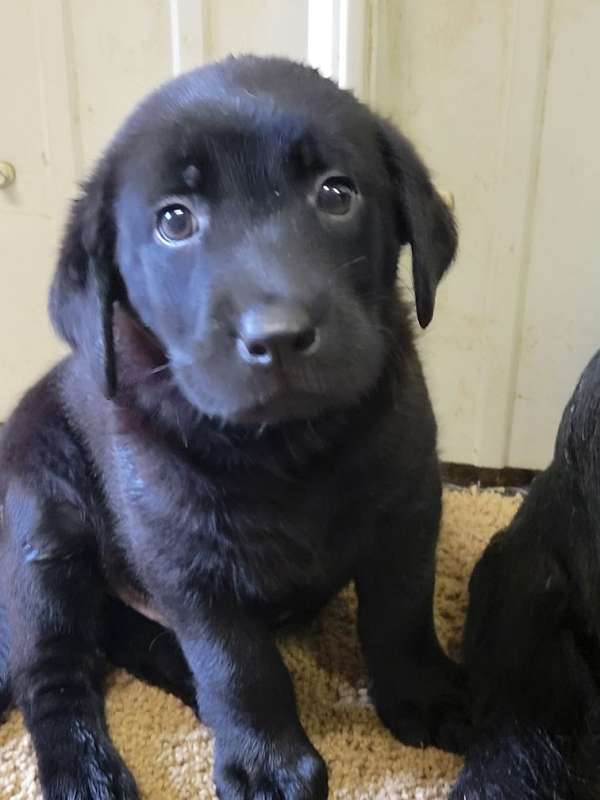 double-coated-labrador-retriever