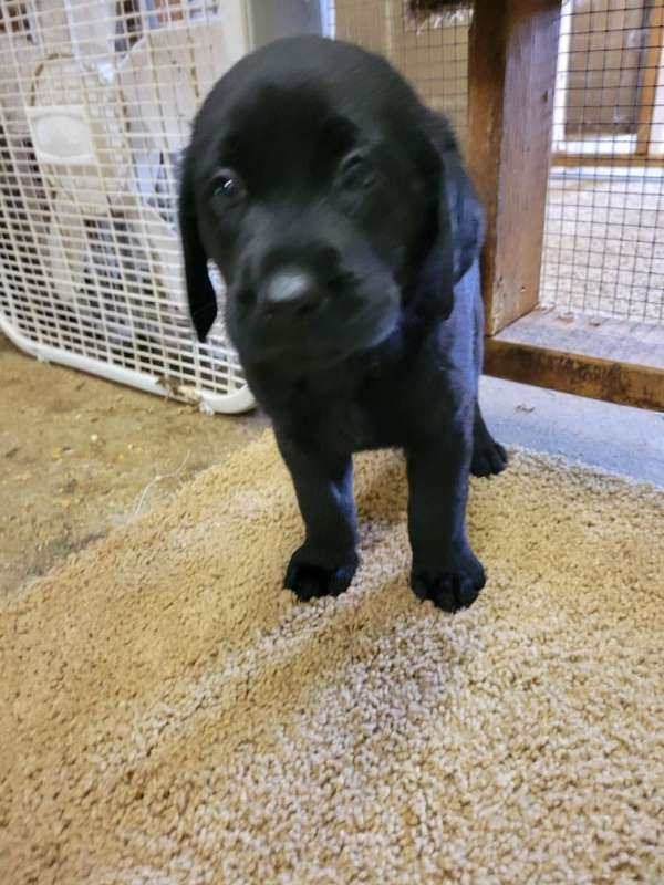 double-coated-labrador-retriever