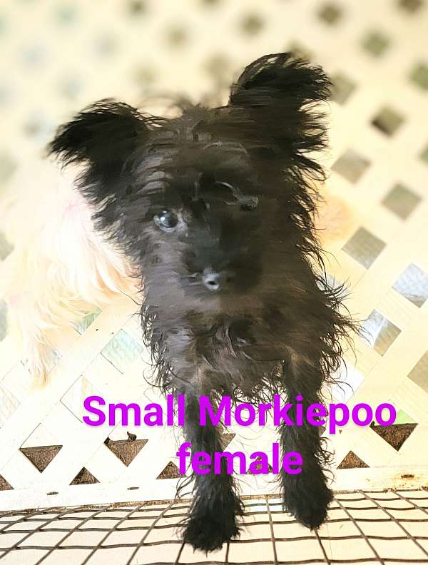 female-yorkipoo-dog