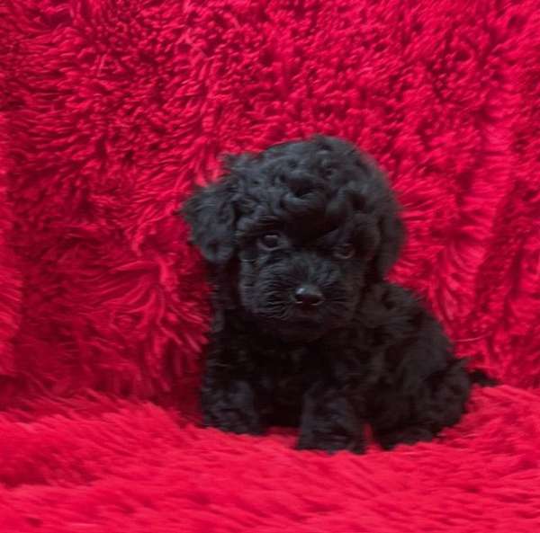 black-toy-poodle