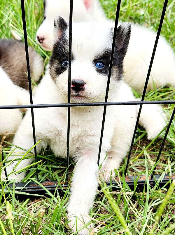 female-siberian-husky-puppy