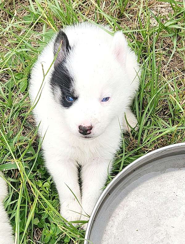 male-siberian-husky-puppy