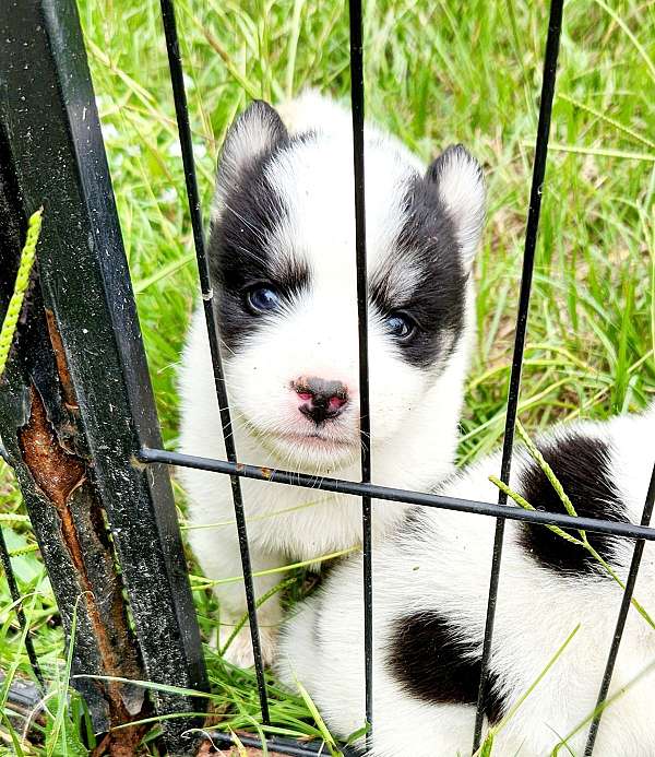 male-siberian-husky-puppy