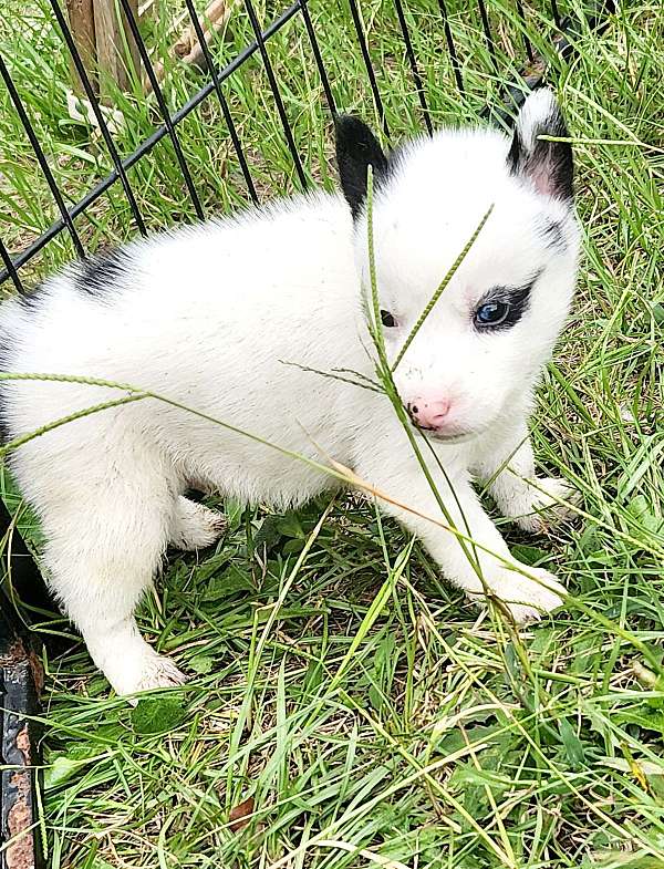 male-siberian-husky-puppy