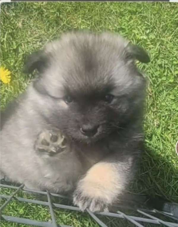 long-haired-keeshond