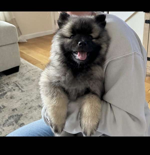 long-haired-keeshond