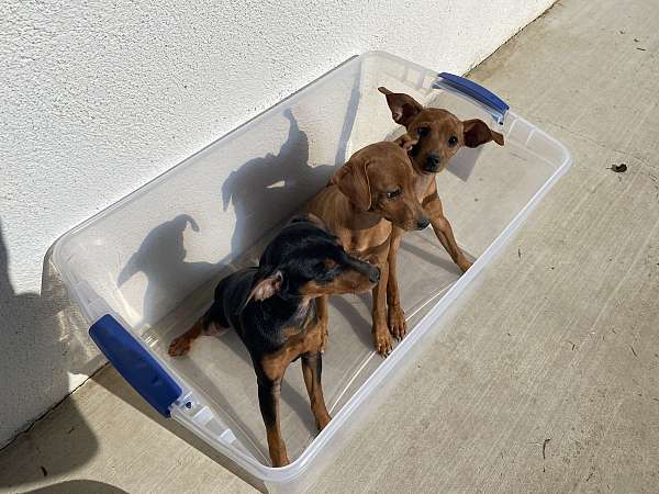 short-haired-miniature-pinscher