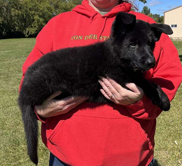 solid-black-german-shepherd