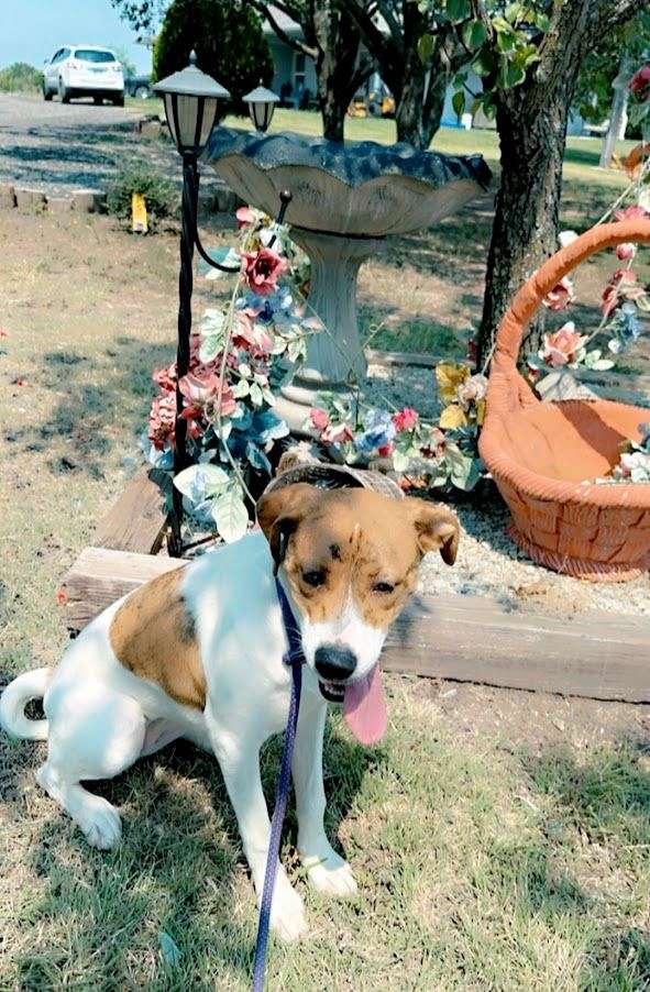 biscuit-white-catahoula-bulldog