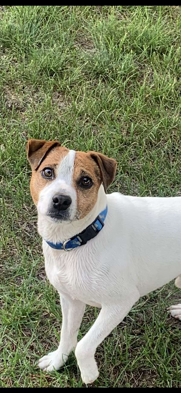 orange-white-jack-russell-terrier