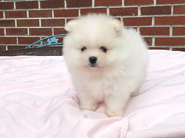 pomeranians-for-sale-in-georgia-dog