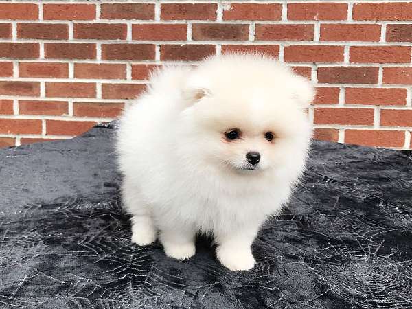 pomeranians-for-sale-in-georgia-dog