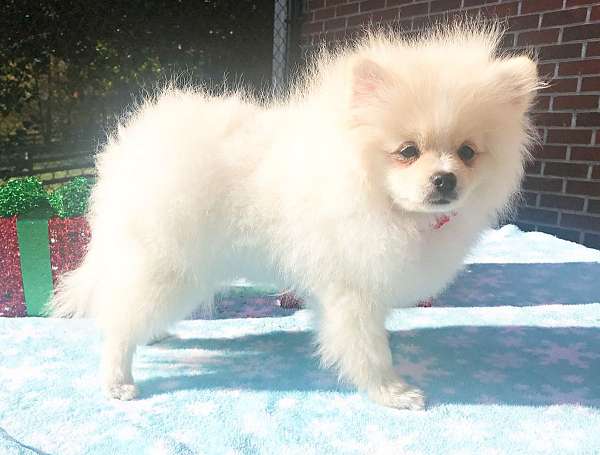 pomeranians-for-sale-in-georgia-dog