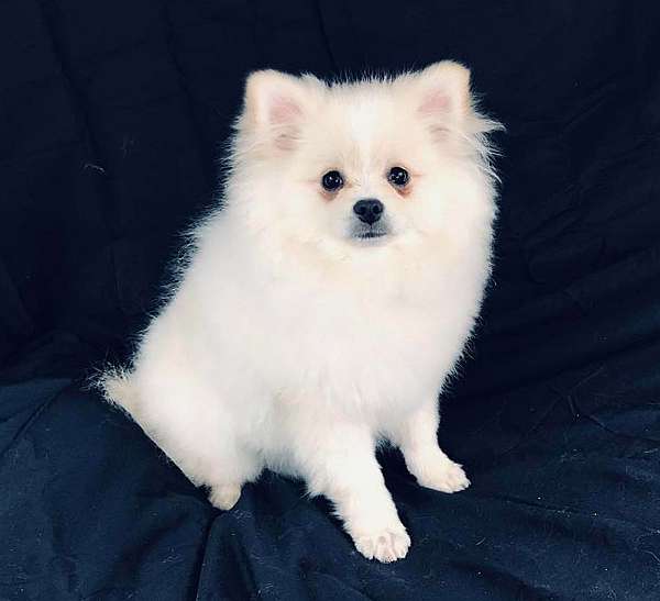 pomeranians-for-sale-in-georgia-dog