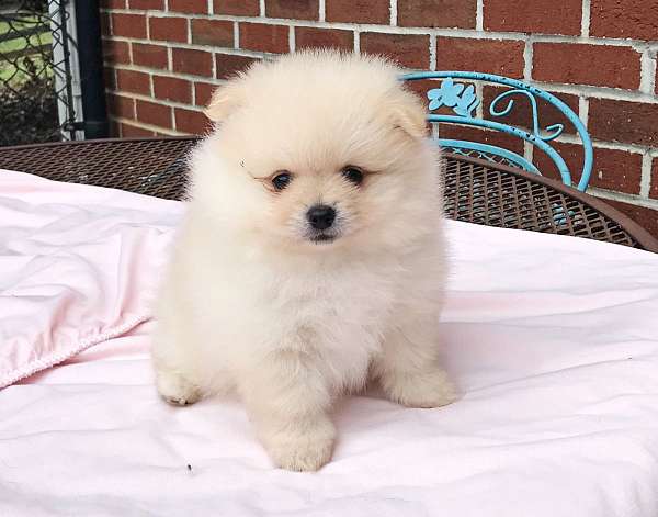 pomeranians-for-sale-in-georgia-puppy