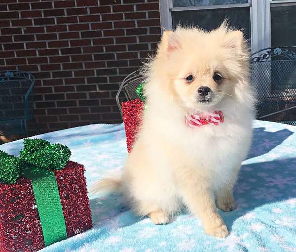 pomeranians-for-sale-in-georgia-puppy