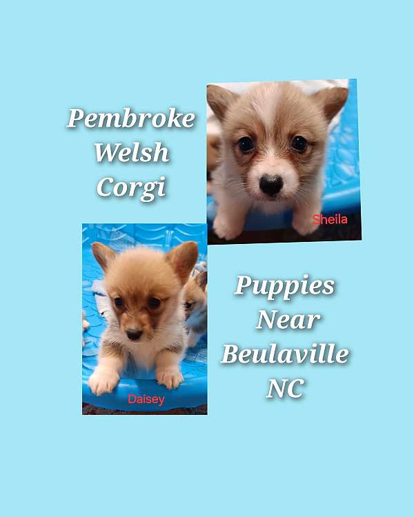 female-pembroke-welsh-corgi-dog