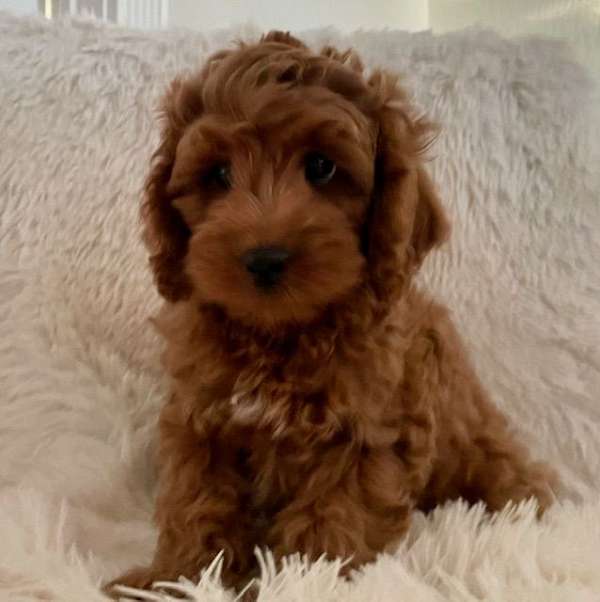 red-malti-poo