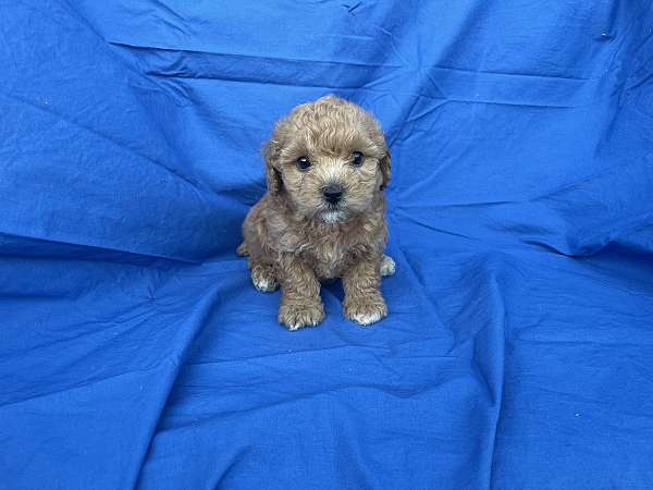 male-toy-poodle-dog